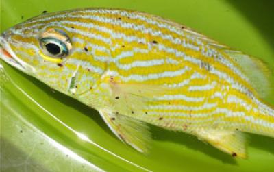French Grunt Infested with Gnathiids