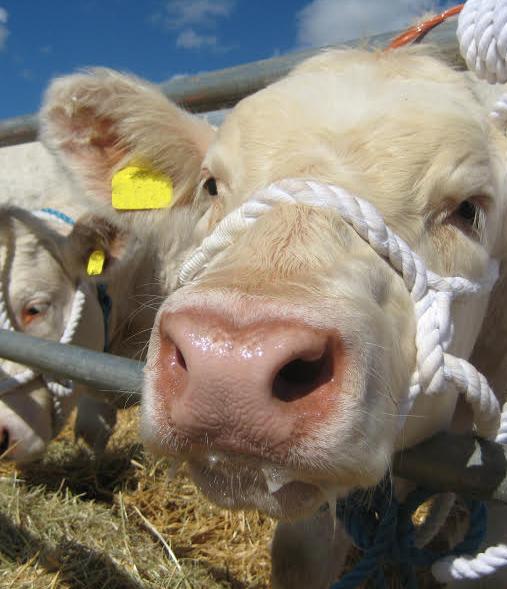Cow