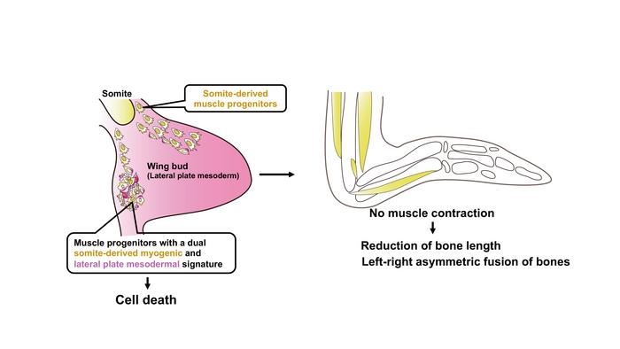 Figure 2. Proposed Model: Emu wing buds contain muscle progenitor cells with dual somite-derived myogenic and lateral plate mesodermal signature.