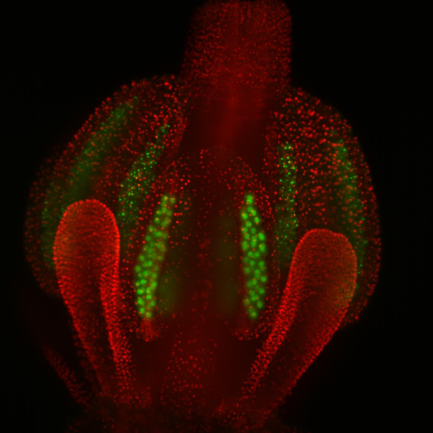 Arabidopsis Floral Bud