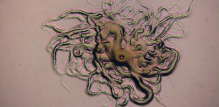 Study detects, for the first time in Brazil, bacteria that cause a serious disease in farmed fish