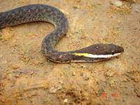 New Snake Species