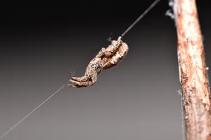 Close-up of Hyptiotes cavatus