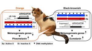 A deletion in ARHGAP36 creates orange fur