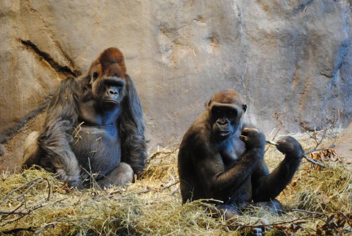 Two Western Lowland Gorillas
