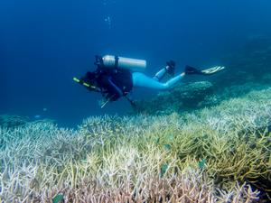 Laurie Raymundo, conducting a health assessment of bleached coral