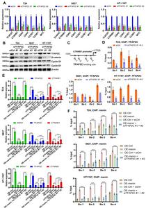 TFAP2C is crucial for the regulation of CTNNB1 by menin in BLCA cells
