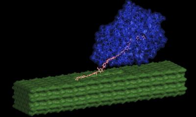 Enzyme Action