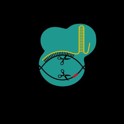 Safer CRISPR Gene Editing with Fewer Off-Target Hits