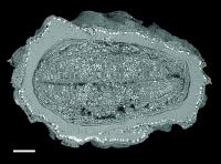 Scanning Electron Microscope image of <i>Cecropia insignis</i> Seed