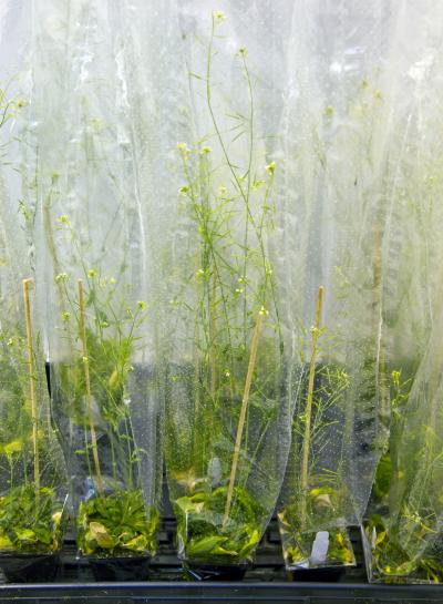 Rice Plants at JBEI