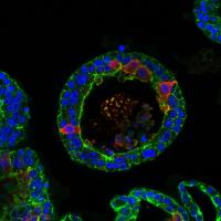 Mouse tear gland organoid makes tears