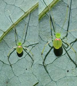 Theridion himalayana sp. nov.