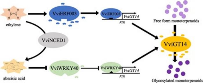 A model showing the underlying mechanism of VviERF003 and VviWRKY40 regulating the synthesis of glycosylated monoterpenoids via targeting VviGT14 in grapes.