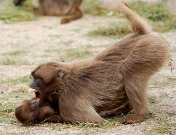 Play Behavior