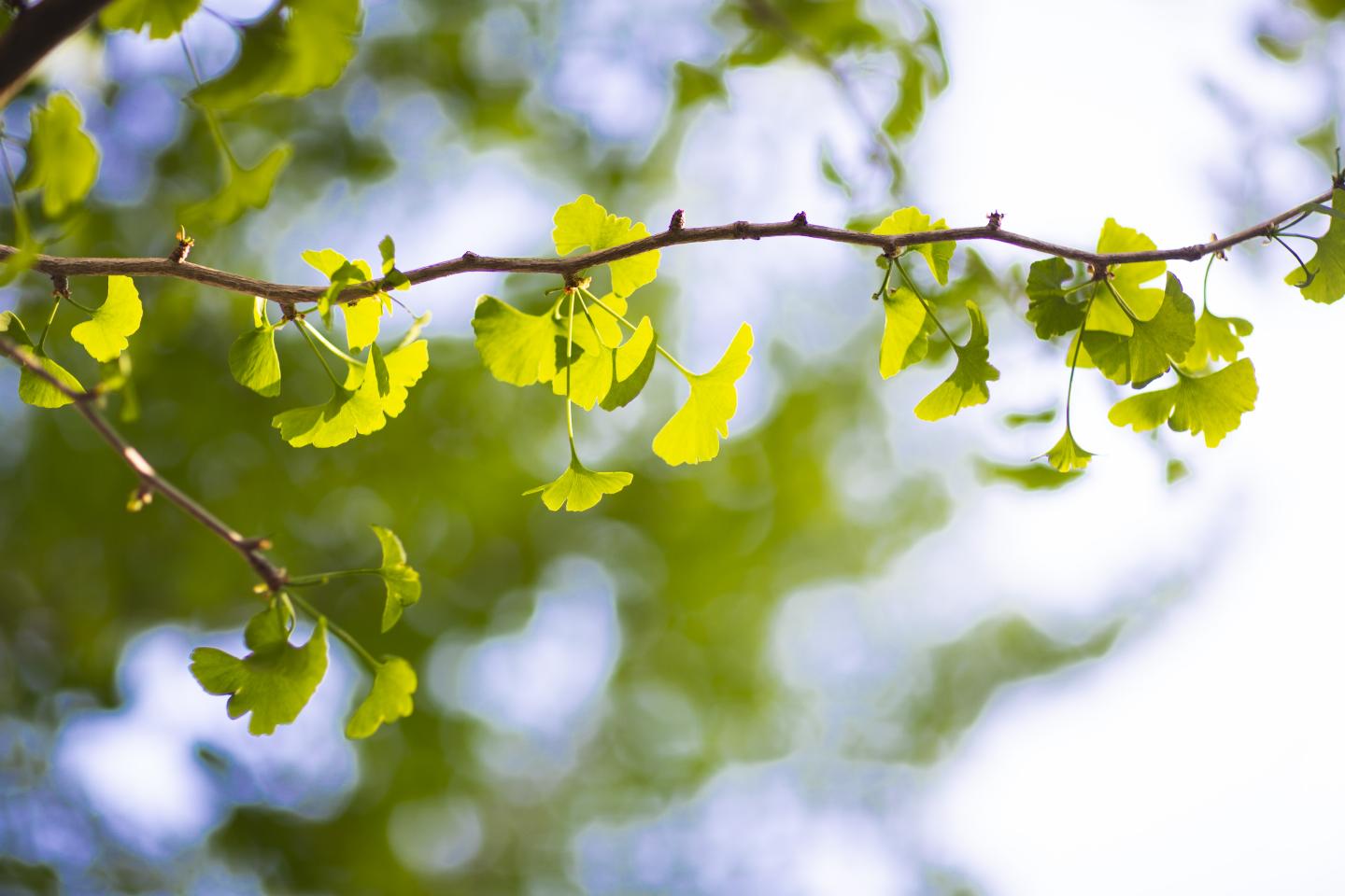 Ginkgo Tree