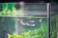 Zebrafish-2