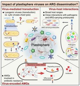 Plastisphere viruses: hidden drivers of antibiotic resistance dissemination
