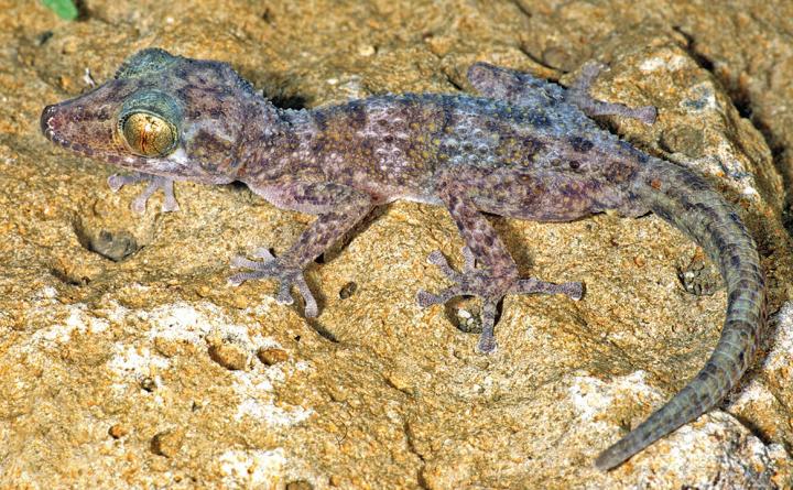 <i>Paroedura hordiesi</i>