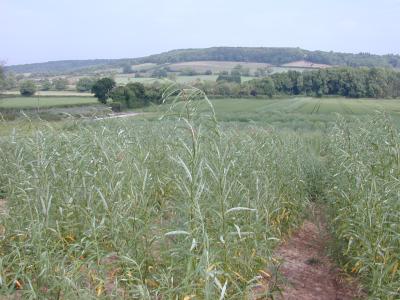 Coppiced Willow Trees