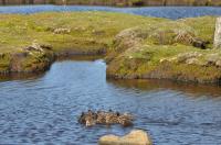 Eider Ducklings