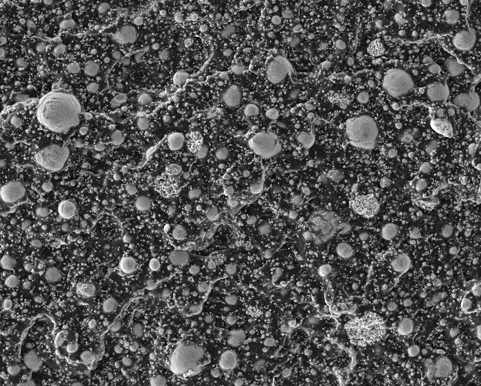 SEM composite image