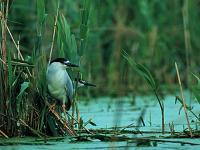 Herons in Marsh