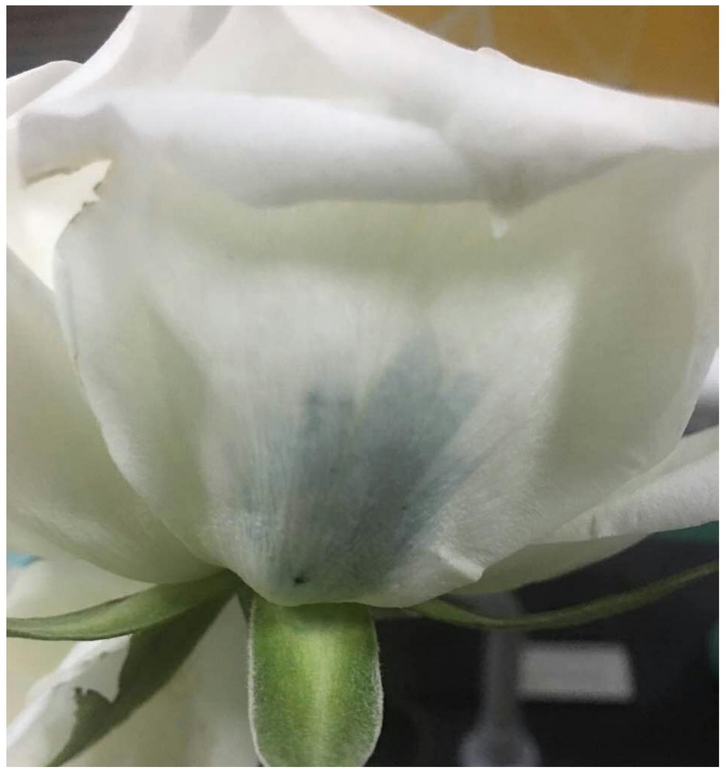 Blue Roses Could Be Coming Soon to a Garden Near You