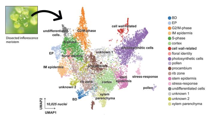 snRNA-seq resolves cellular heterogeneity within the Arabidopsis thaliana infloresence meristem