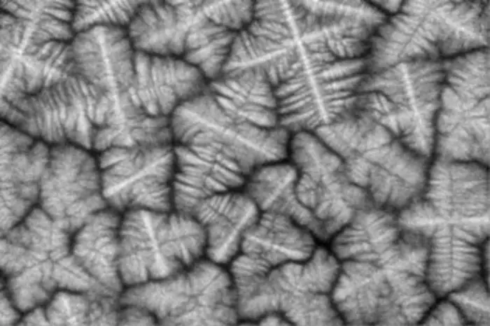 Individual dendrites growing during the rocket experiment