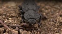 Diabolical ironclad beetle: Unlocking the secrets of its super-tough design