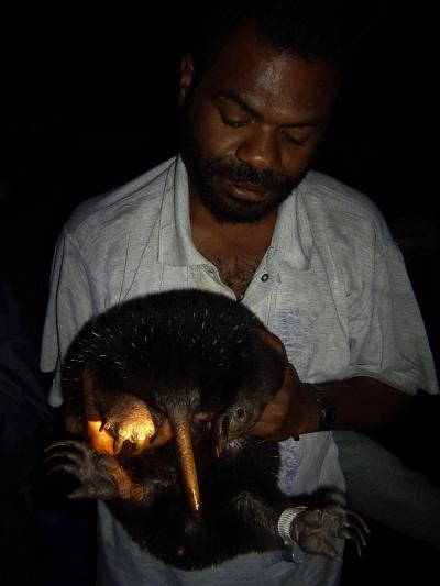 Long-beaked Echidna