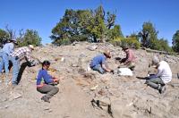 Excavating Bones