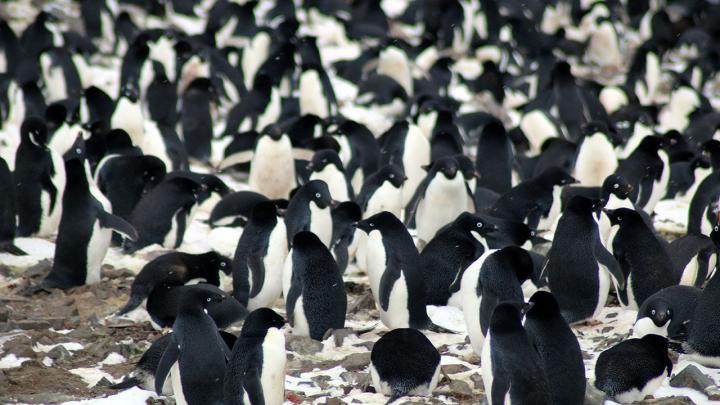 Adélie Penguins