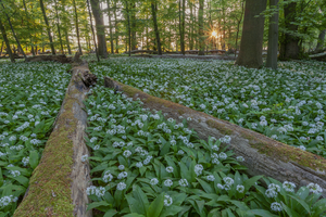 Wild garlic