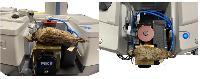 Bobwhite specimen in nitrogen-purged Fourier transform infrared (FTIR) sepctrometor