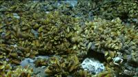 Mussel Beds
