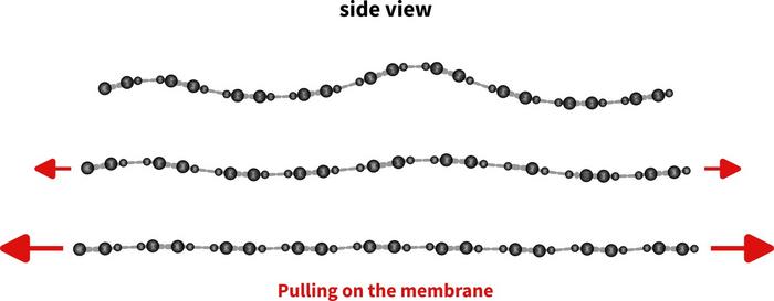 Fig. 3: Illustration of the accordion effect. The material with corrugation caused by vacancies is flattened by mechanical stretching. The lower amount of force required results in the measurable softening of the graphene.