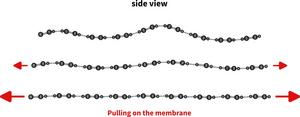 Fig. 3: Illustration of the accordion effect. The material with corrugation caused by vacancies is flattened by mechanical stretching. The lower amount of force required results in the measurable softening of the graphene.