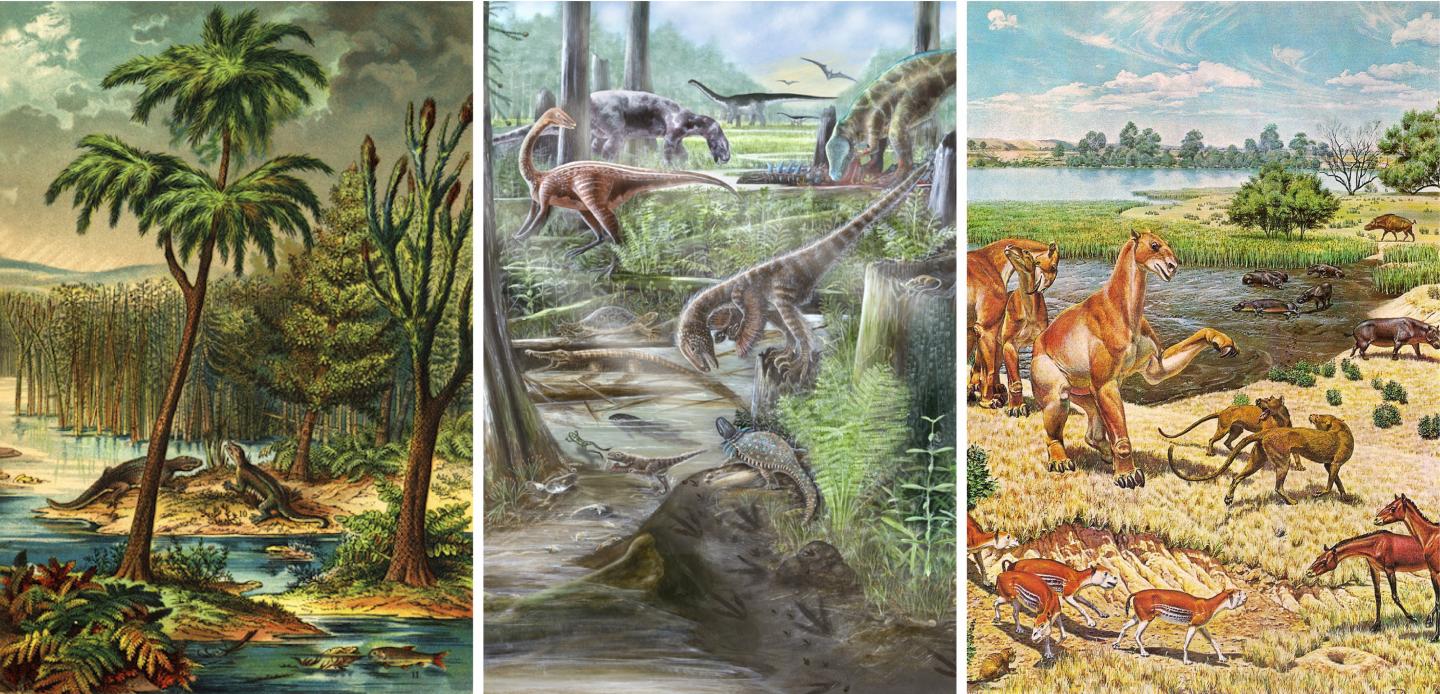 Diversity on Land Is not Higher Today than in the Past