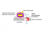 Gold Nanorods for Pain Relief