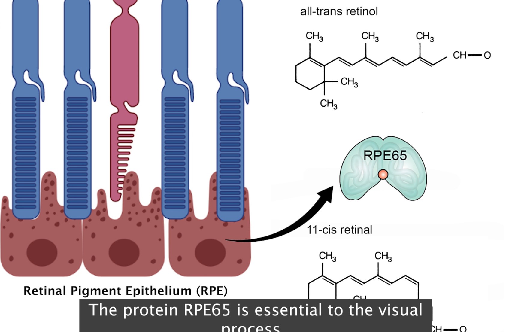 Role of RPE65 protein in "recharging" photoreceptors