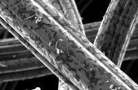 Electrogenic Bacteria