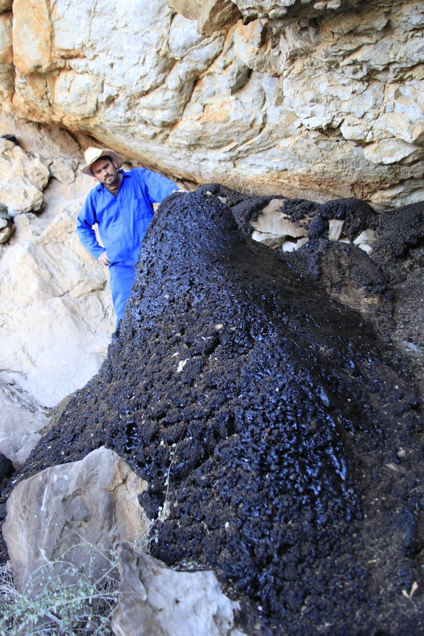 Rock Hyrax Middens