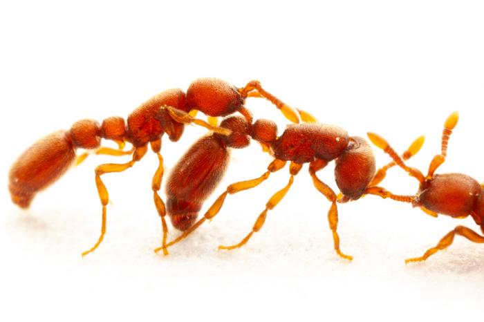 Ants