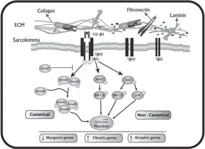 Central Role of Transforming Growth Factor Type Beta 1 in Skeletal Muscle Dysfunctions