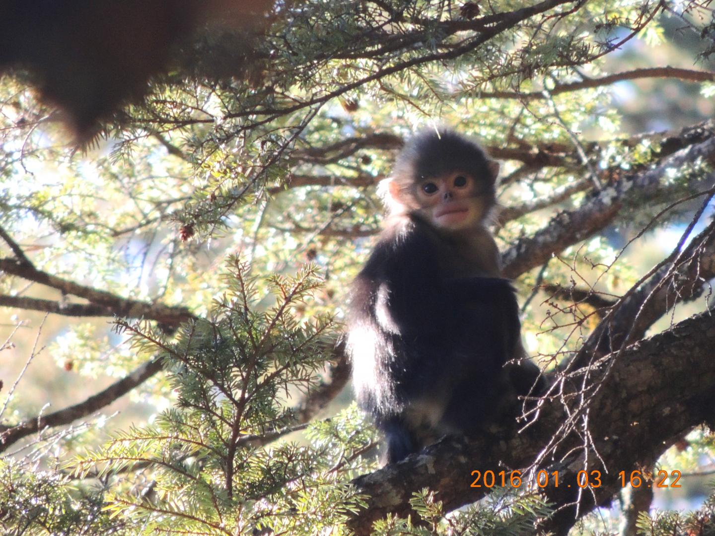 Myanmar Snub-Nosed Monkey (2 of 2)