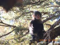 Myanmar Snub-Nosed Monkey (2 of 2)