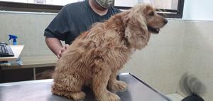 Phaco the Dog