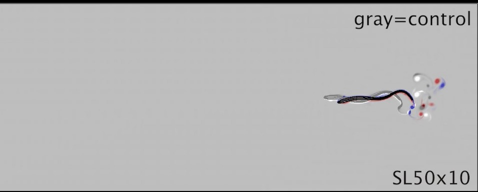 Lamprey Swimming - Modeling Study